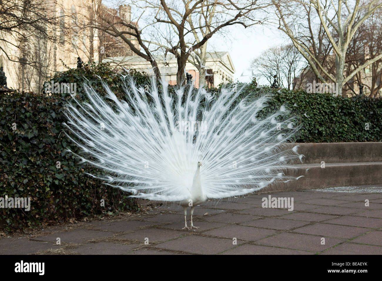 Weißer Pfau Anzeige seine Federn, Brooklyn, New York City, NY, USA Stockfoto