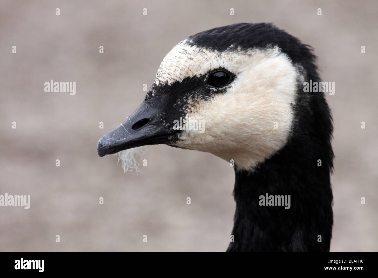 Kopf und Schnabel von A Barnacle Goose Branta Leucopsis Taken an Martin bloße WWT Lancashire, UK Stockfoto