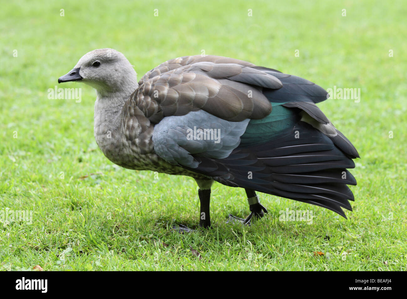 Blue-winged Gans Cyanochen Cyanoptera stehend auf Rasen genommen bei Martin bloße WWT, Lancashire UK Stockfoto