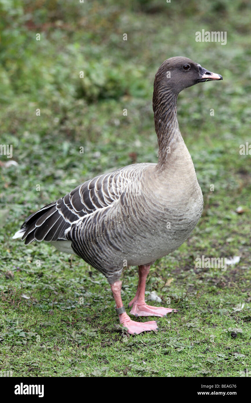Pink-footed Gans Anser Brachyrhynchus genommen bei Martin bloße WWT, Lancashire UK Stockfoto