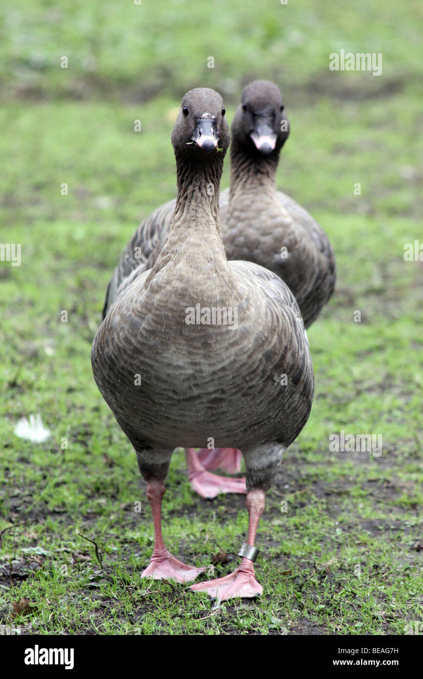 Pink-footed Gans Anser Brachyrhynchus genommen bei Martin bloße WWT, Lancashire UK Stockfoto
