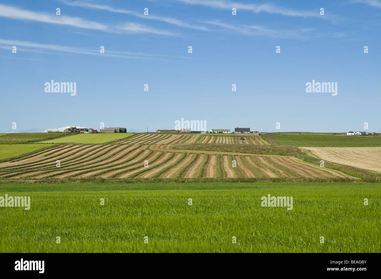 dh SOUTH RONALDSAY ORKNEY Fields schneidet und trocknet Getreide für die Silage-Landwirtschaft Stockfoto