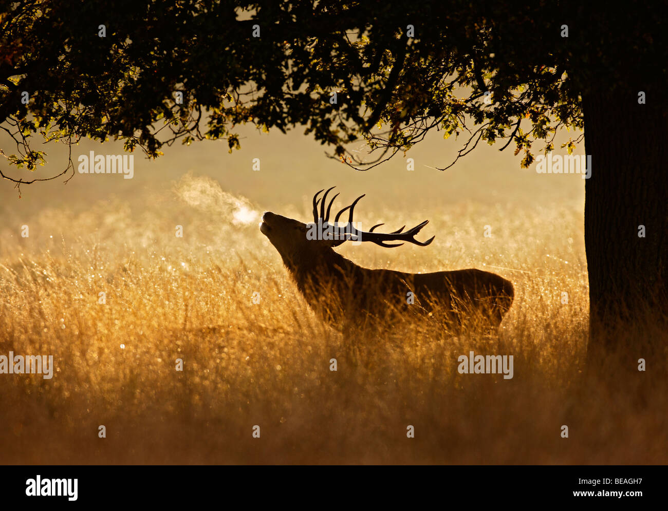 Red Deer Hirsch Cervus elaphus Stockfoto