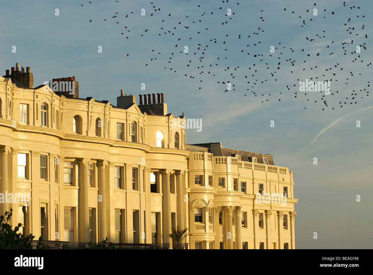 Stare fliegen über die Grade 1 aufgeführten Stadthäuser von Brunswick Square, Hove, Brighton, East Sussex, England Stockfoto