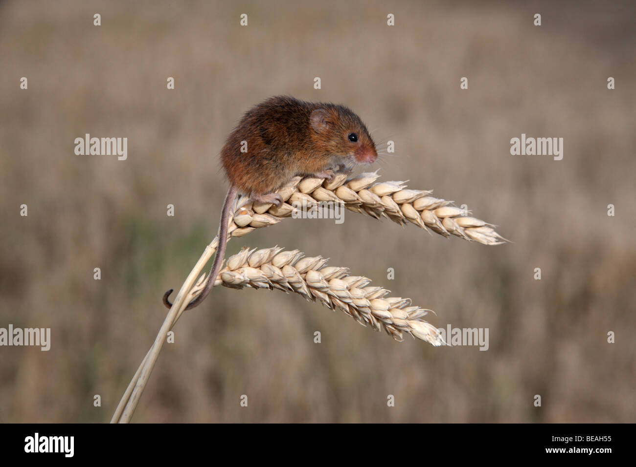 Ernte Maus, Micromys Minutus, Maispflücker, Midlands, September 2009 Stockfoto