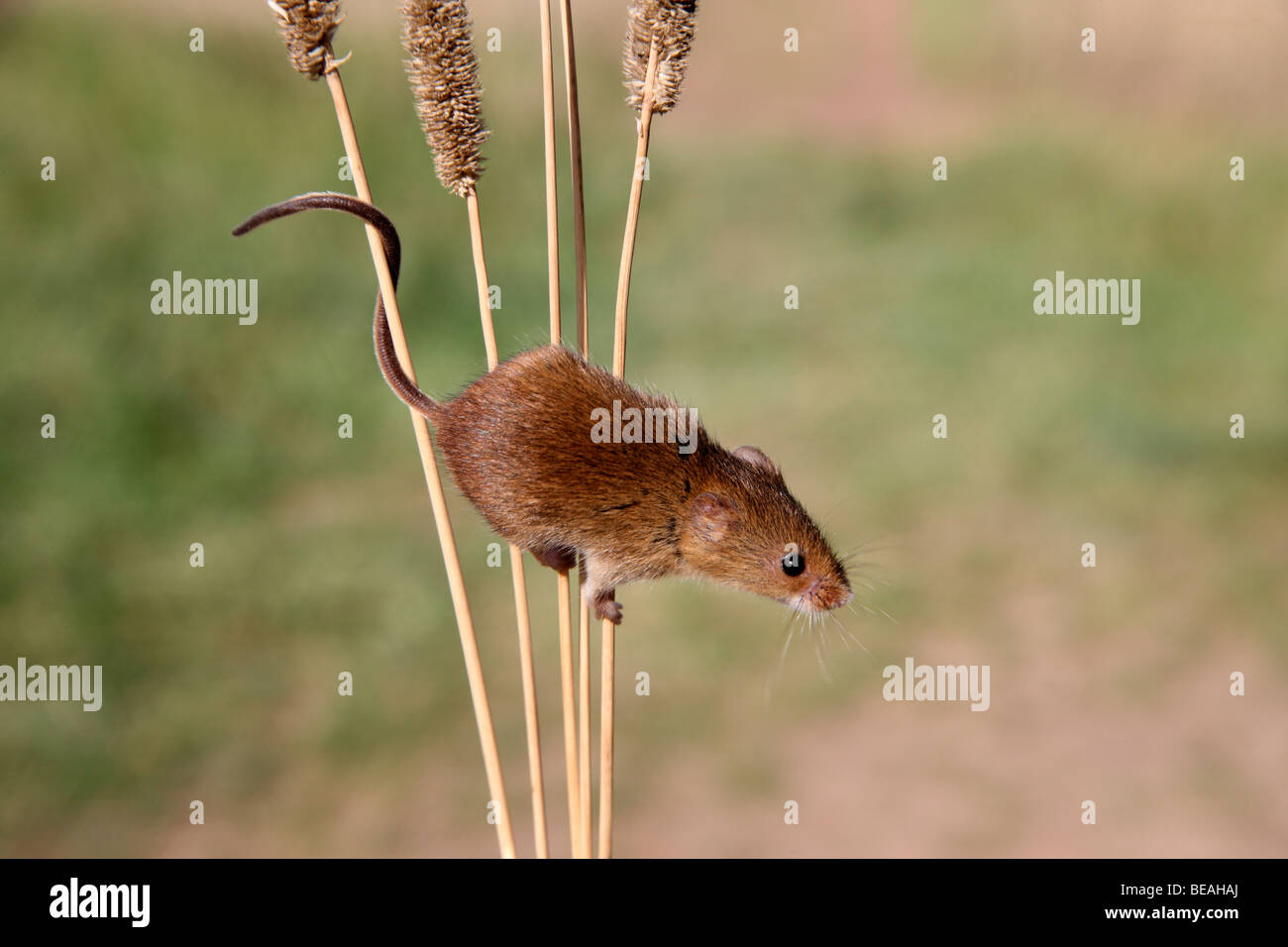 Ernten Sie Maus, Micromys Minutus, Midlands, September 2009 Stockfoto