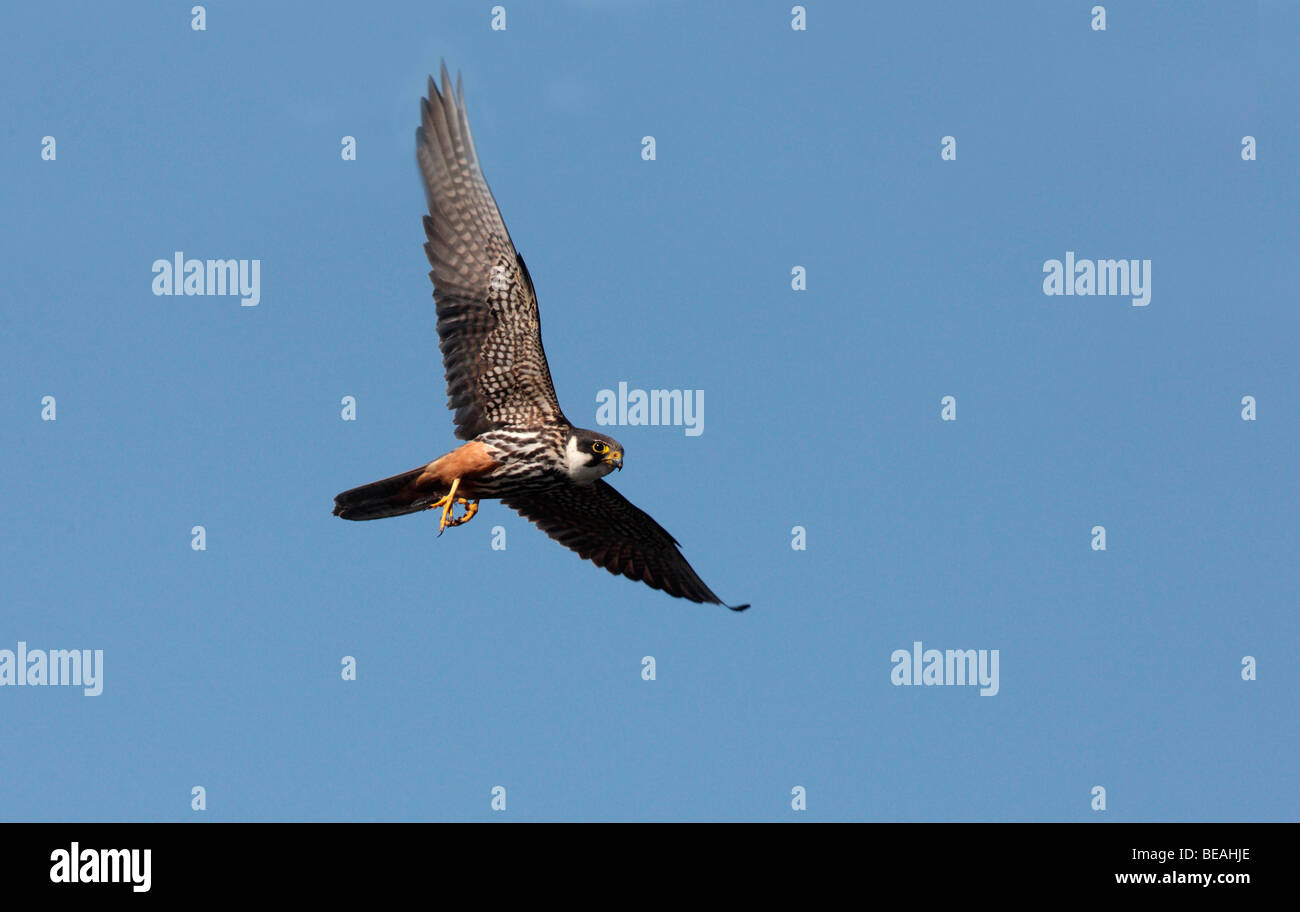 Hobby, Falco Subbuteo, Flug, Staffordshire, September 2009 Stockfoto