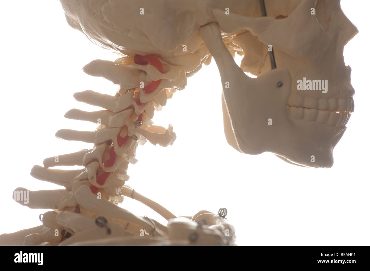 menschlicher Schädel und Wirbelsäule teilweise Skelett Stockfoto