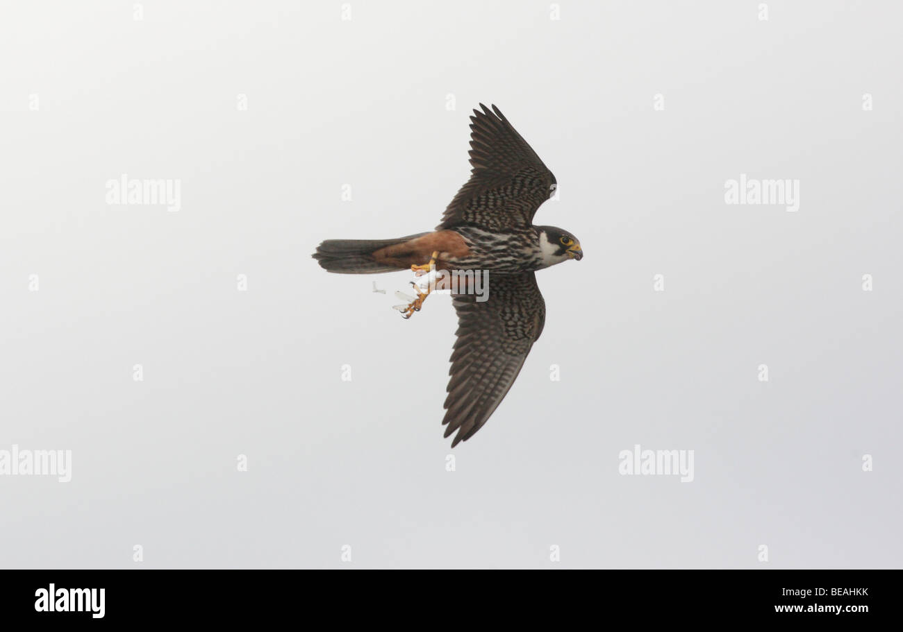 Hobby, Falco Subbuteo, Flug, Staffordshire, September 2009 Stockfoto