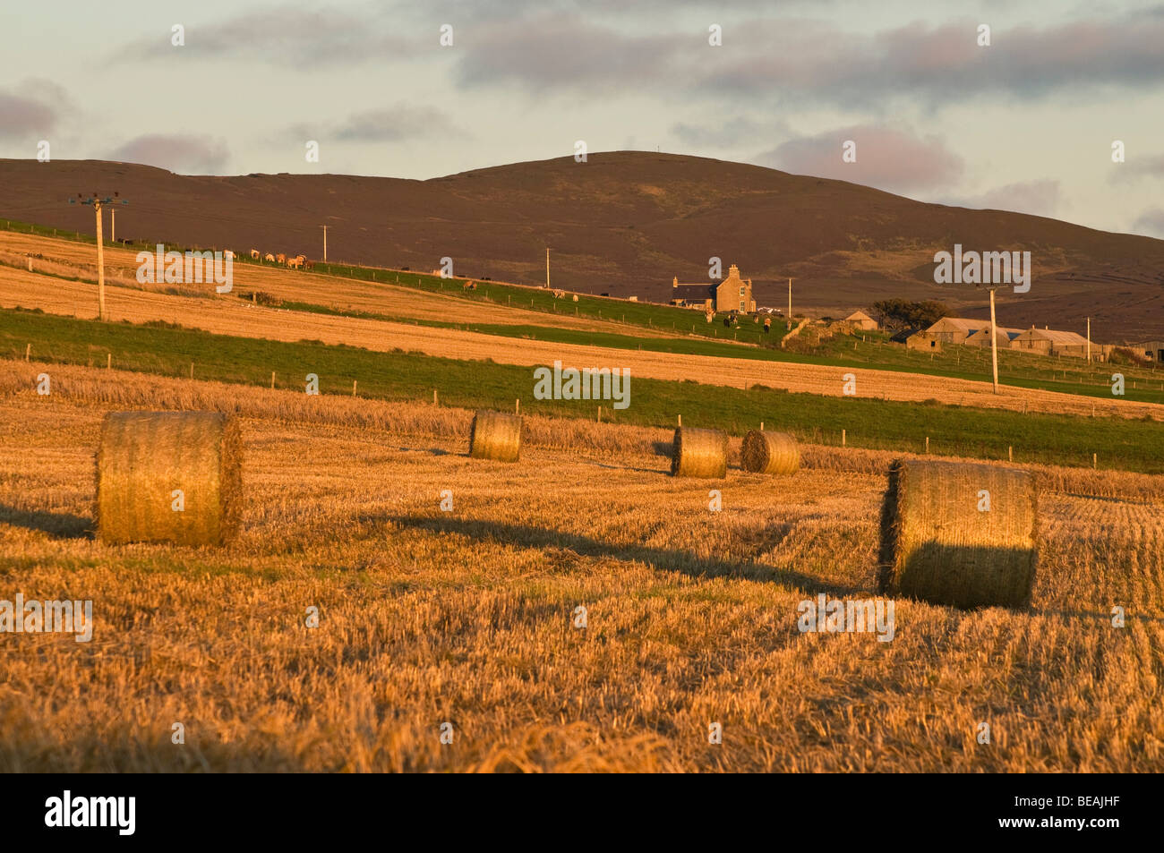 dh Strohballen Heu STENNESS ORKNEY Abendlicht Abenddämmerung über Ballenlandwirtschaft Feld großbritannien Stockfoto