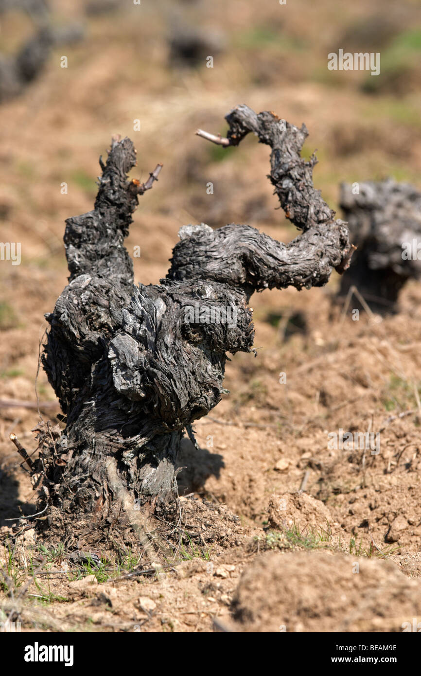 Gobelet training Alte Rebe sandigen Boden Bodega La Setera, DO Arribes del Duero Spanien Kastilien und leon Stockfoto