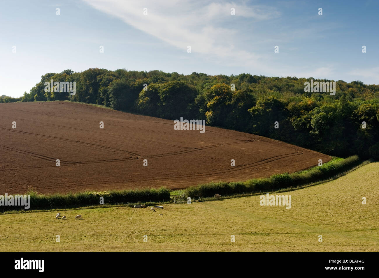 Eine Agrarlandschaft Blick auf Felder in der Chilterns in der Nähe von High Wycombe, Buckinghamshire UK Stockfoto