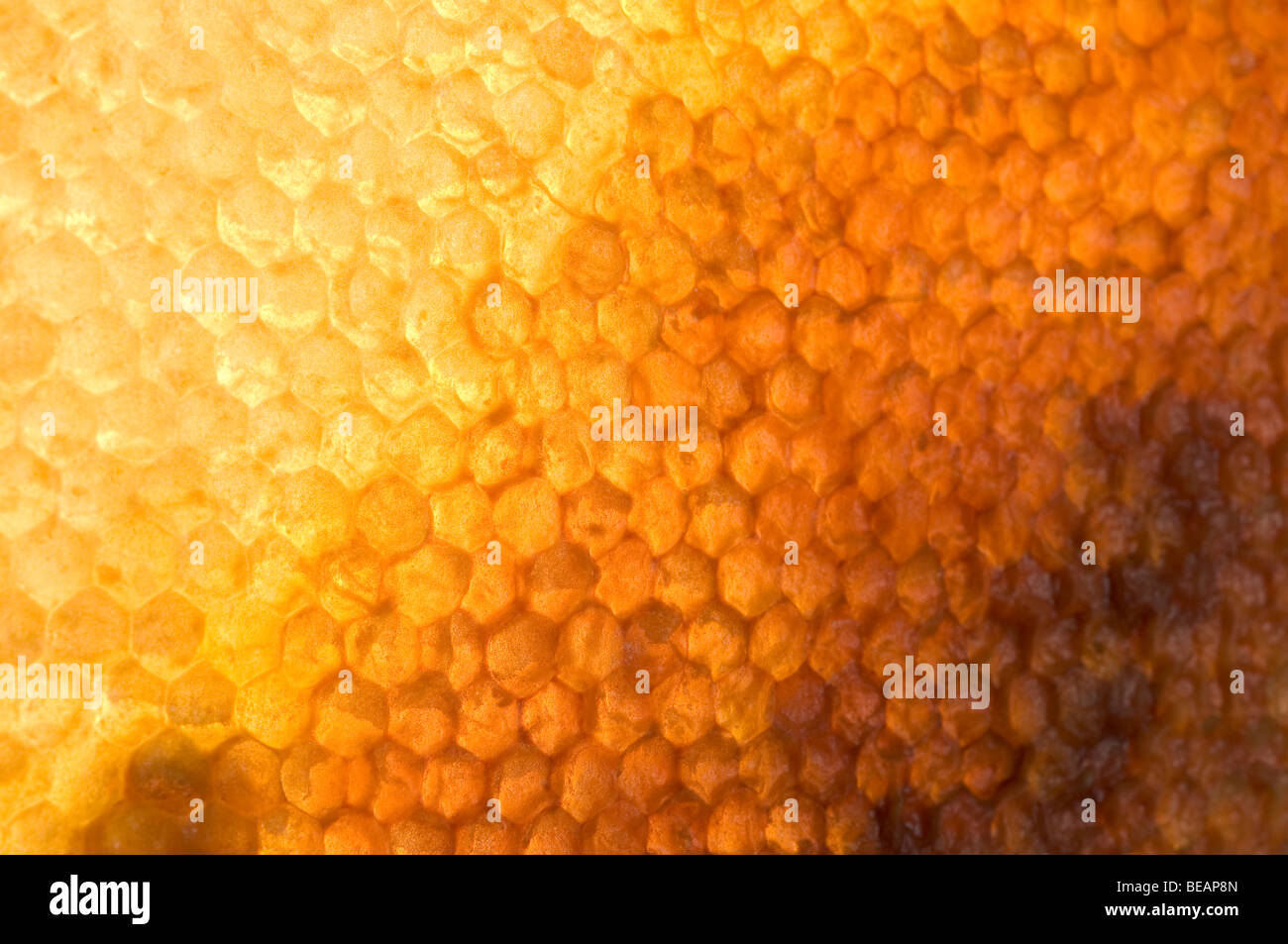 Hintergrundbeleuchtung begrenzt Honig Rahmen Stockfoto