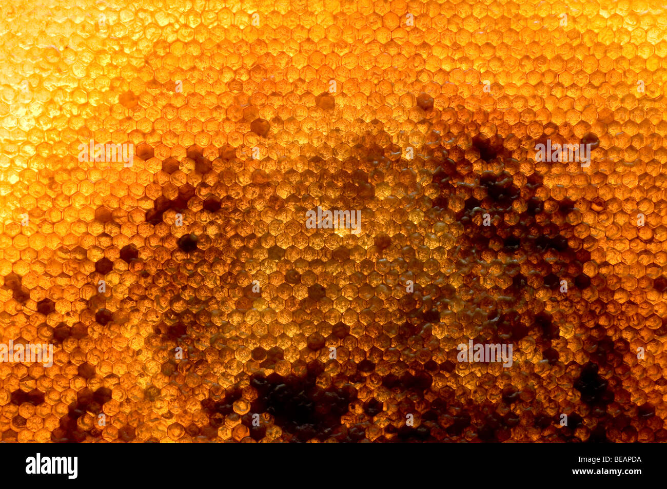 Hintergrundbeleuchtung begrenzt Honig Rahmen Stockfoto