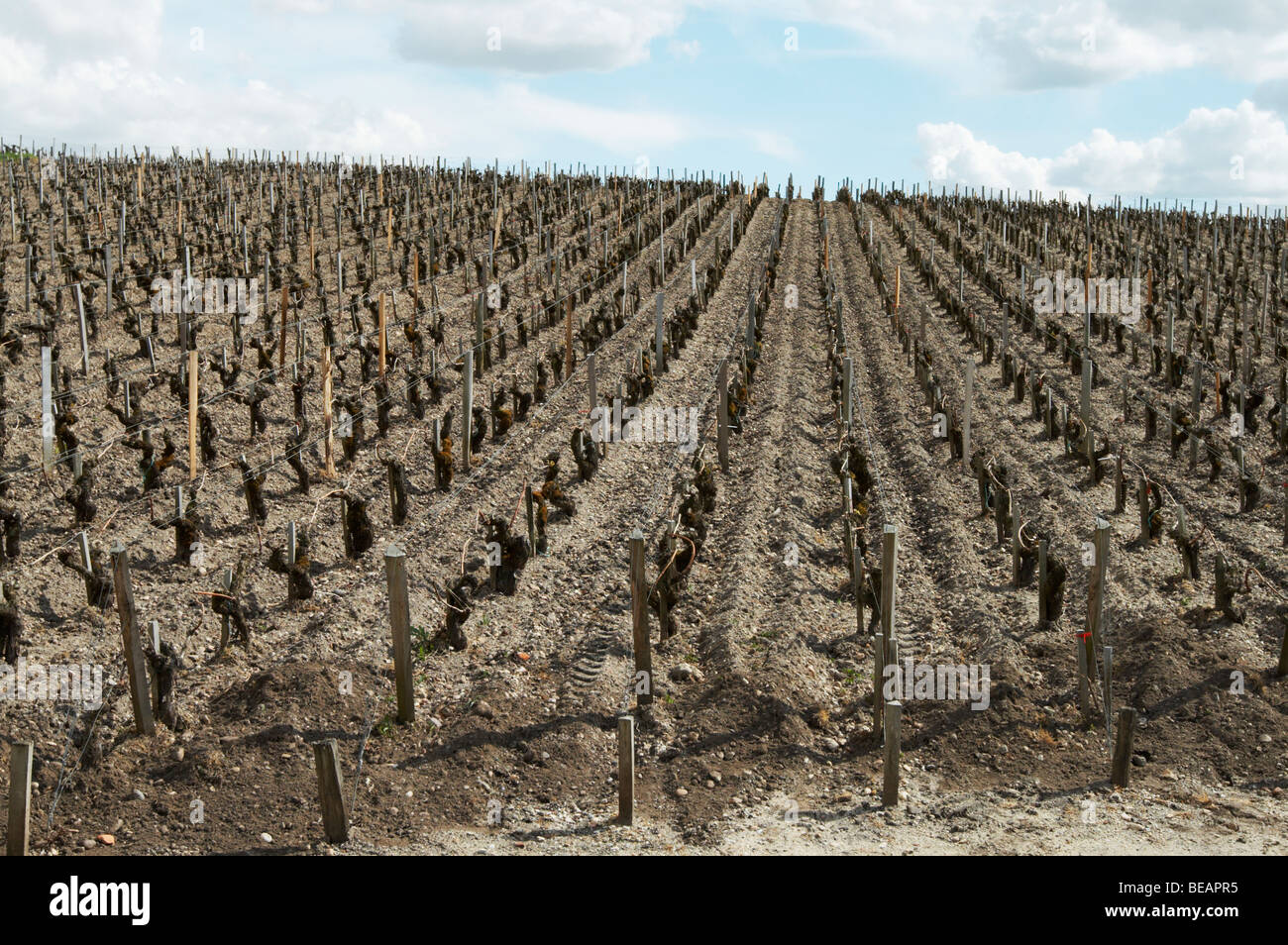Weinberg ohne Rasen im Frühjahr ch Lafite Rothschild Pauillac Medoc Bordeaux Frankreich Stockfoto