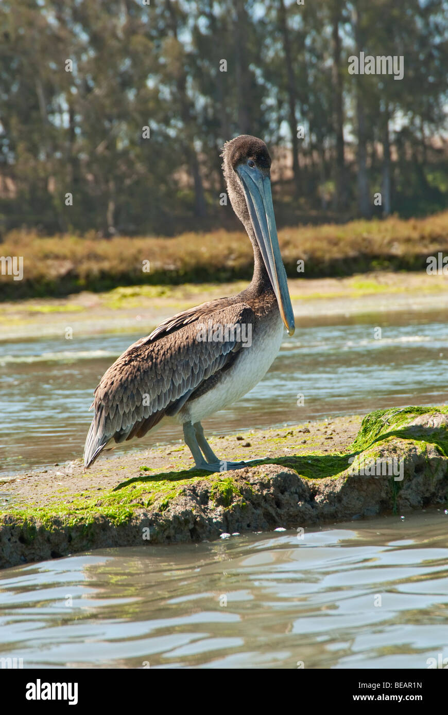 Brauner Pelikan, Pelecanus Occidentalis auf der Elkhorn Slough. Stockfoto