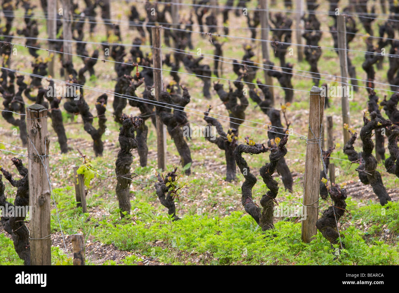 Semillon Gobelet pallise Alte Rebe Weingut Château d ' Yquem Sauternes Bordeaux Frankreich Stockfoto
