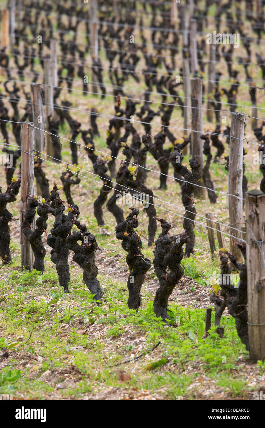 Semillon Gobelet pallise Alte Rebe Weingut Château d ' Yquem Sauternes Bordeaux Frankreich Stockfoto