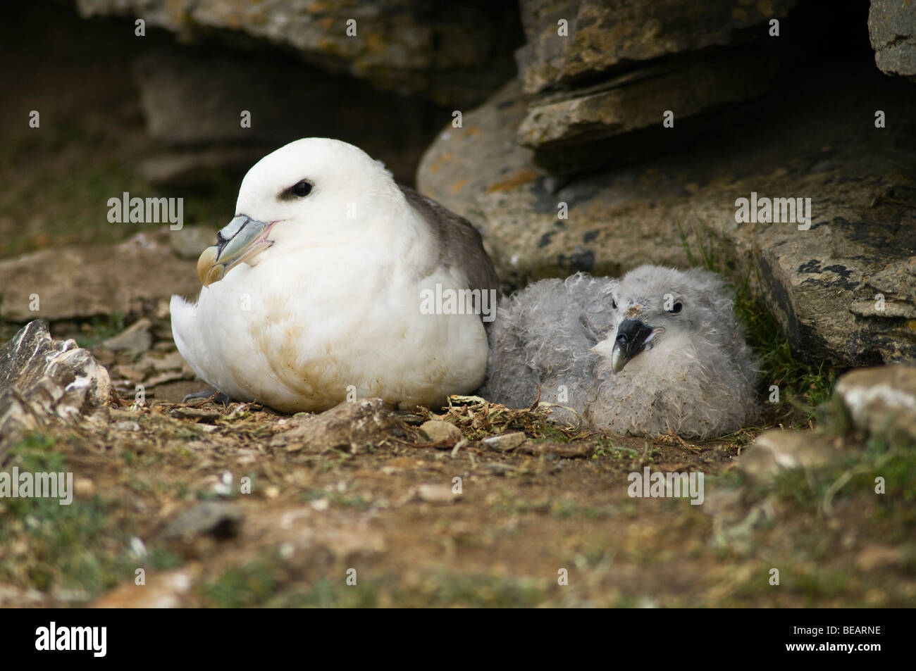 dh Fulmar Vögel UK Fulmar Fulmarus Cyclopoida Seacliff Nest Küken North Ronaldsay Orkney Stockfoto