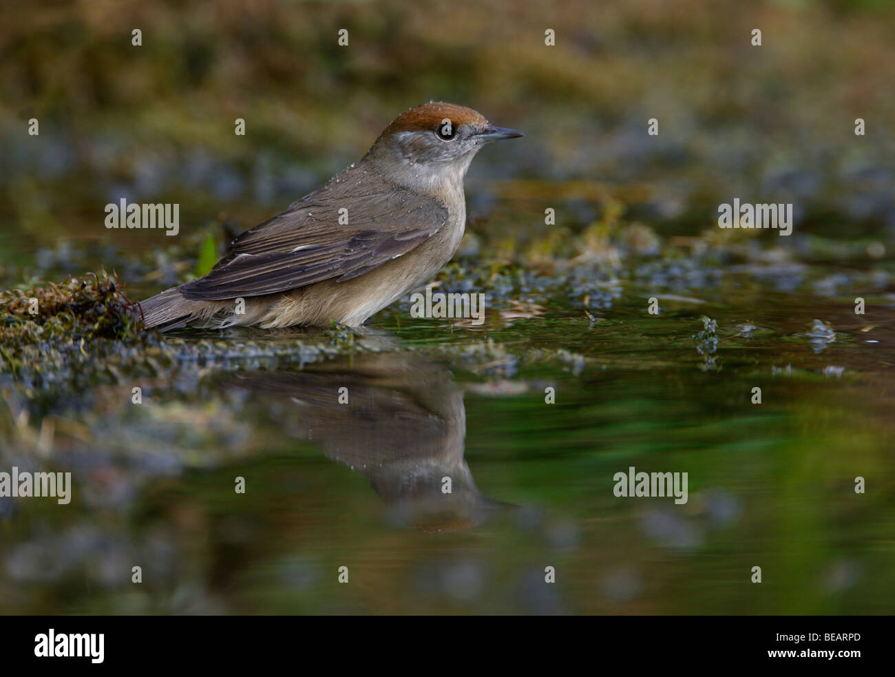 Weibliche Mönchsgrasmücke Sylvia Atricapilla am Teich Stockfoto