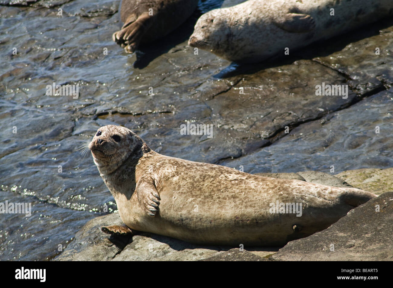 Dh Seehund SEAL UK Dichtungen shore North Ronaldsay halichoerus grypus rock Schottland Orkney Inseln Stockfoto