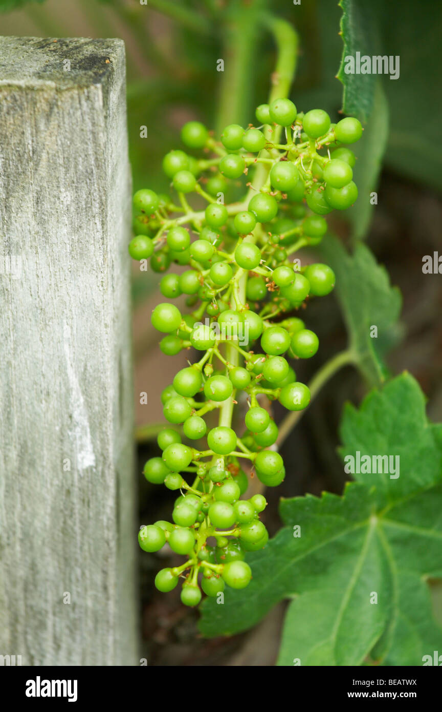 Traube Bündel im frühen Stadium der Entwicklung Chateau la Gaffeliere Saint Emilion Bordeaux Frankreich Stockfoto