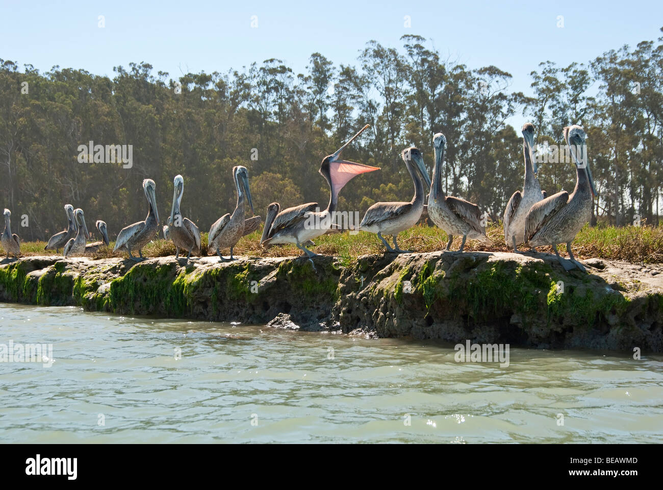 Brauner Pelikan, Pelecanus Occidentalis auf der Elkhorn Slough. Stockfoto