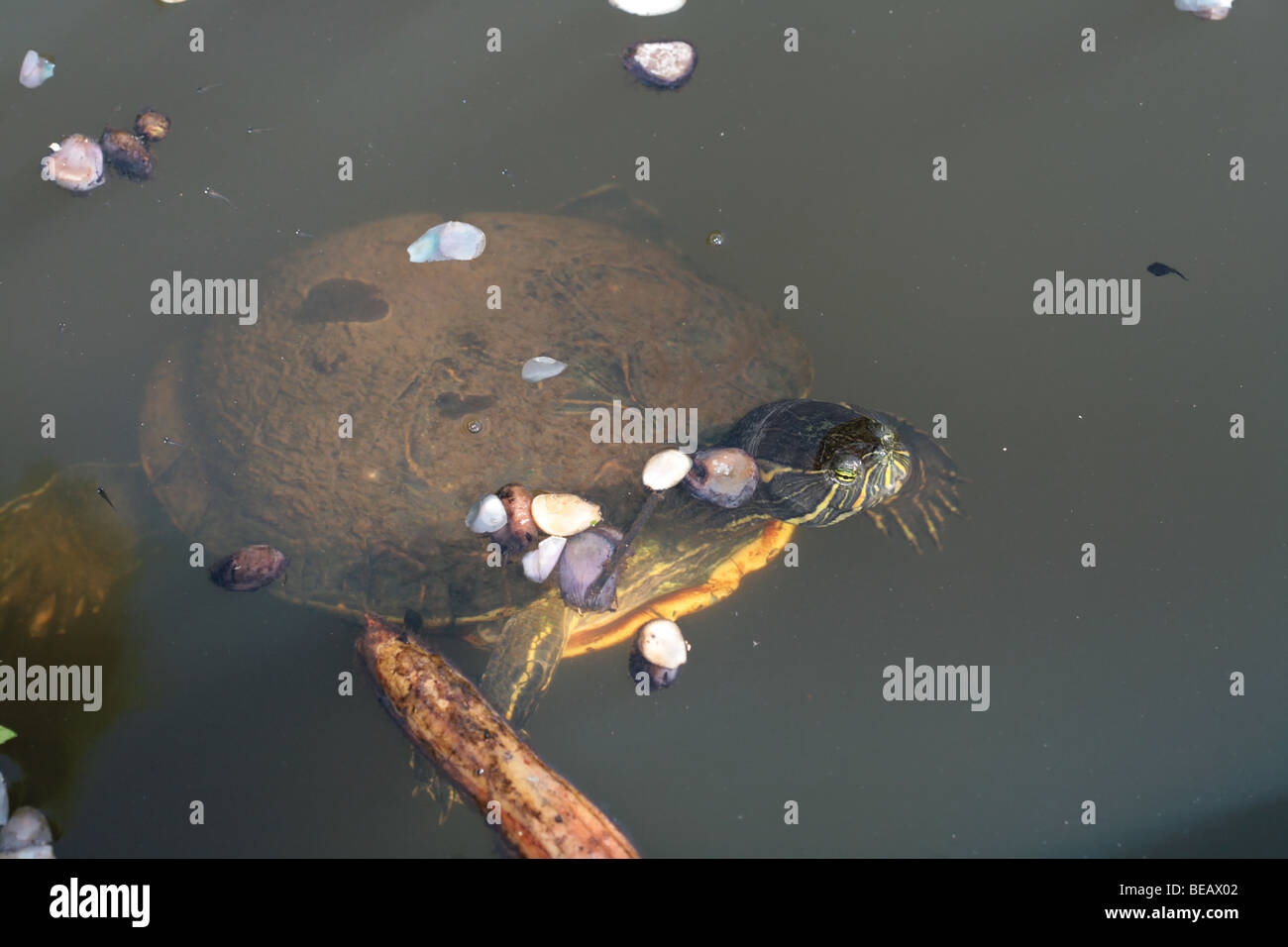 Tropischen Wasser Schildkröte warten schwimmen auf dem Teich. Stockfoto