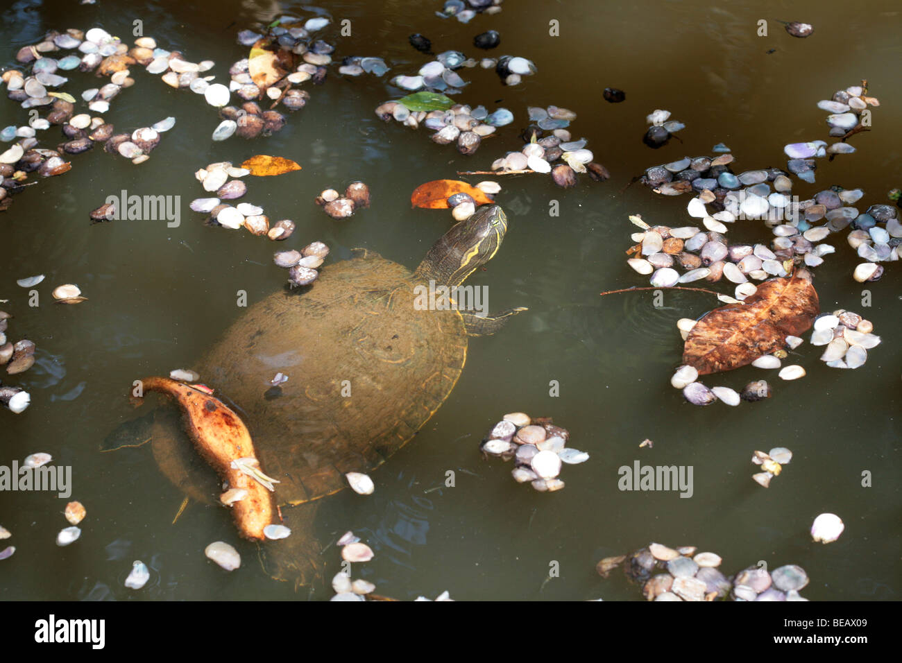 Tropischen Wasser Schildkröte warten schwimmen auf dem Teich. Stockfoto