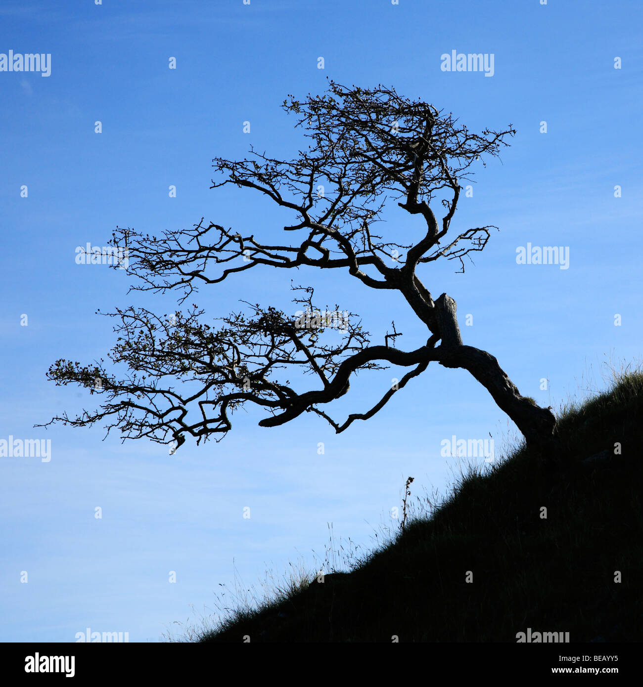 Windgepeitschten Baum, Position Cennen, Brecon Beacons, Wales, UK Stockfoto