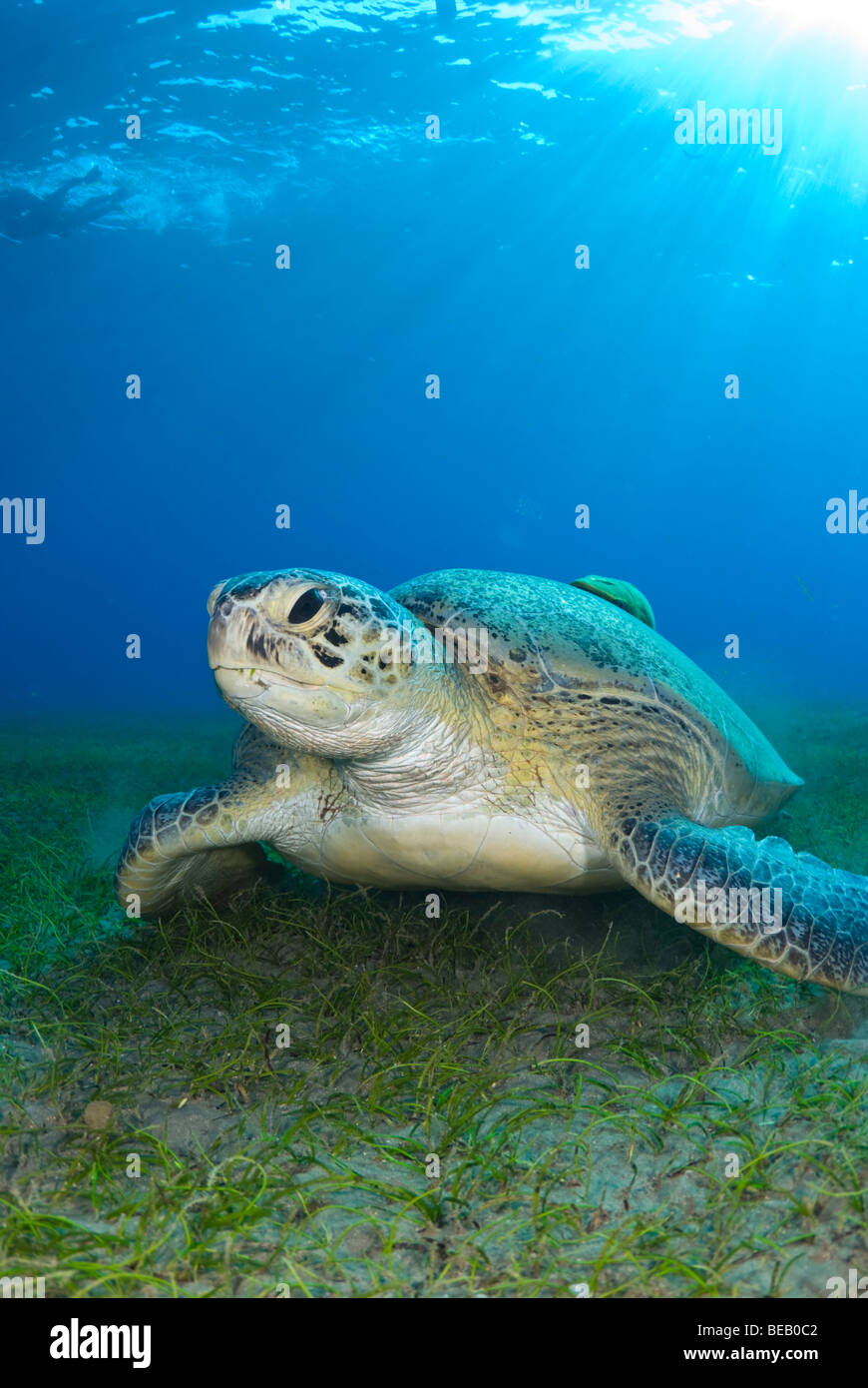 Green Sea Turtle, Chelonia Mydas, Abu Dabbab, Marsa Alam, Rotes Meer, Ägypten Stockfoto