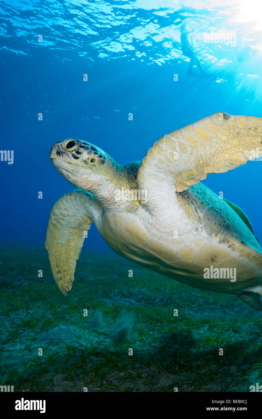 Green Sea Turtle, Chelonia Mydas, Abu Dabbab, Marsa Alam, Rotes Meer, Ägypten Stockfoto