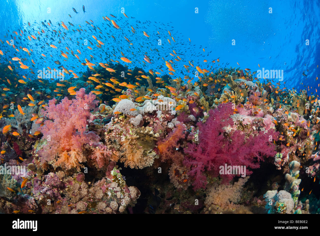 Flache Korallengarten, Elphinstone Reef, Ägypten Stockfoto