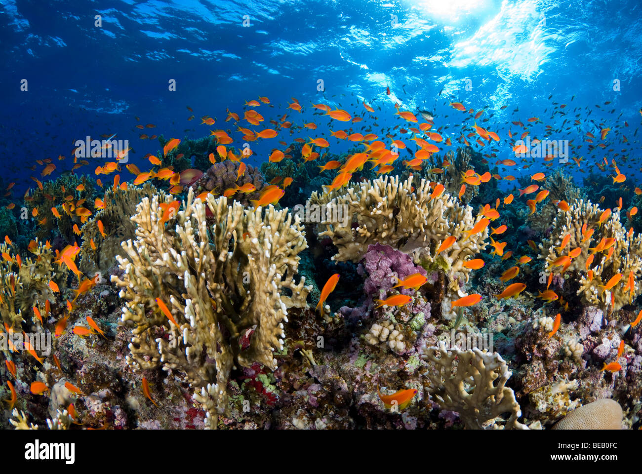 Sonnenaufgang am Feuer Korallenriff mit Fischschwarm Anthias. Stockfoto