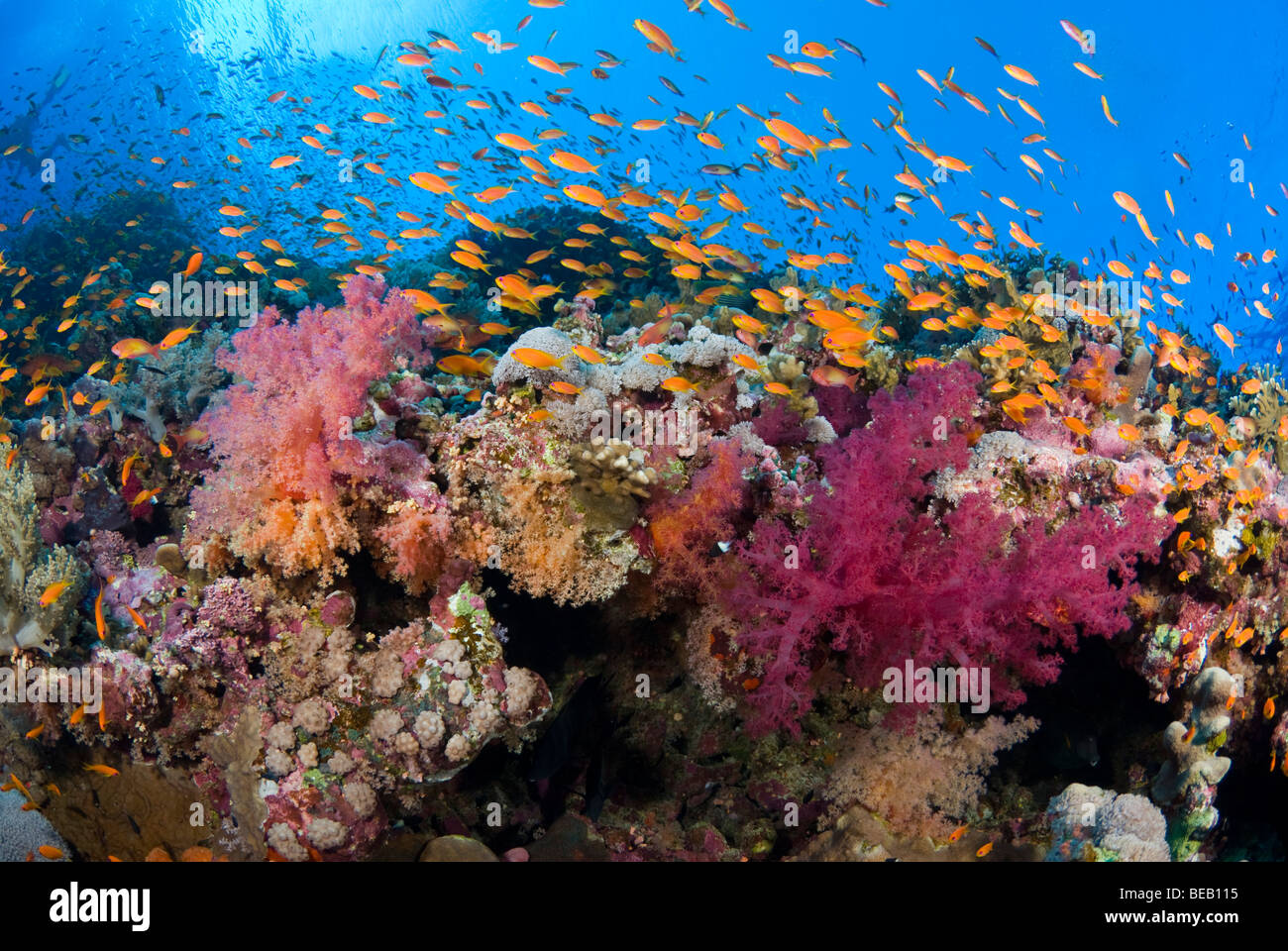 Flache Korallengarten, Elphinstone Reef, Ägypten Stockfoto