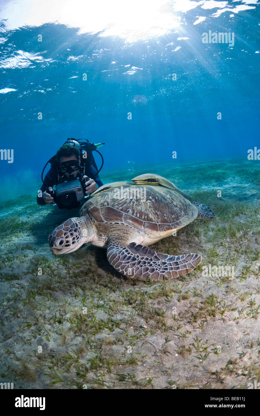 Grüne Meeresschildkröten ernähren sich von Seegras in der flachen Bucht von Kameramann gefilmt. Chelonia mydas Stockfoto