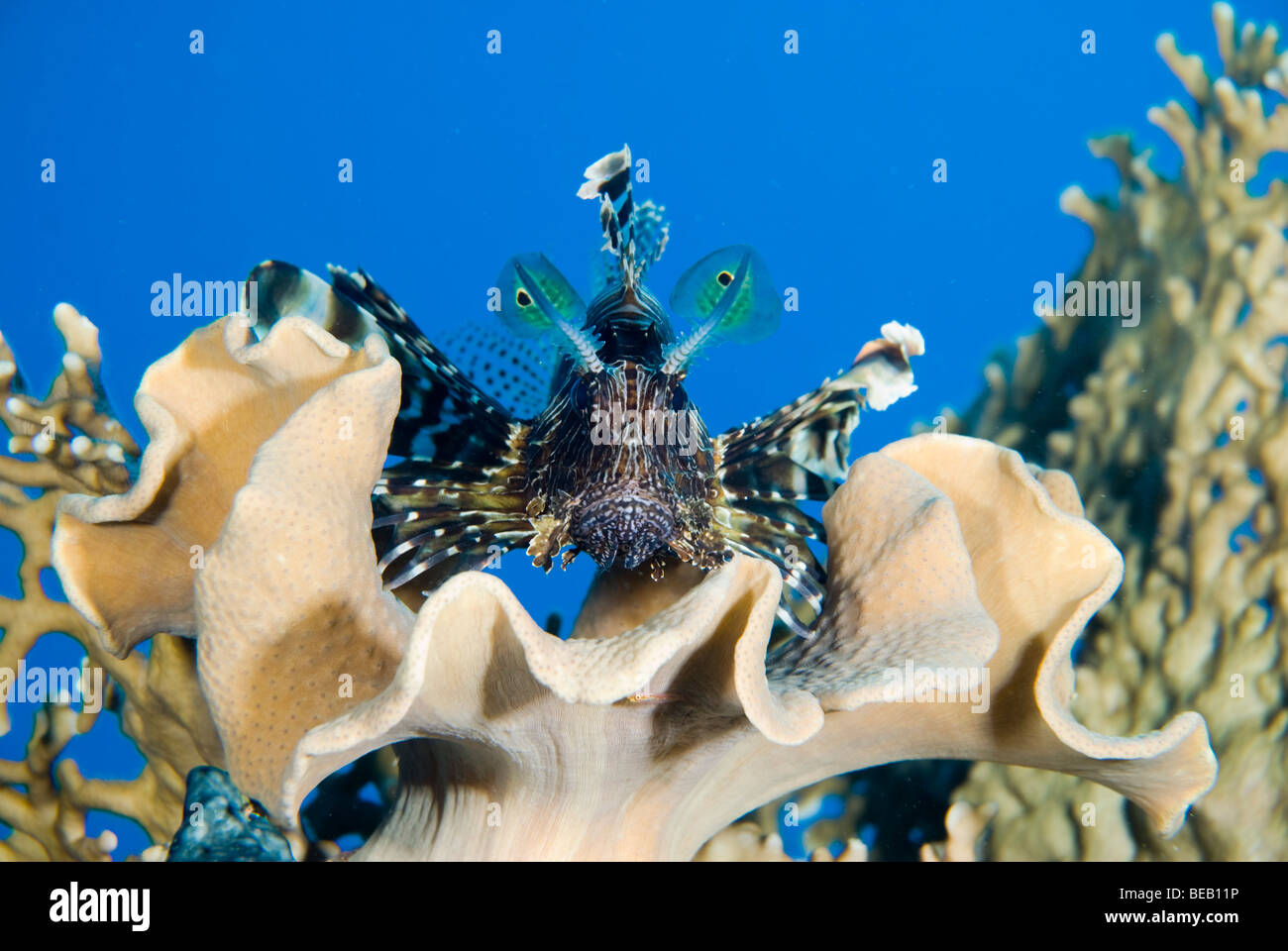 Gemeinsamen Rotfeuerfische, Marsa Alam, Rotes Meer Stockfoto