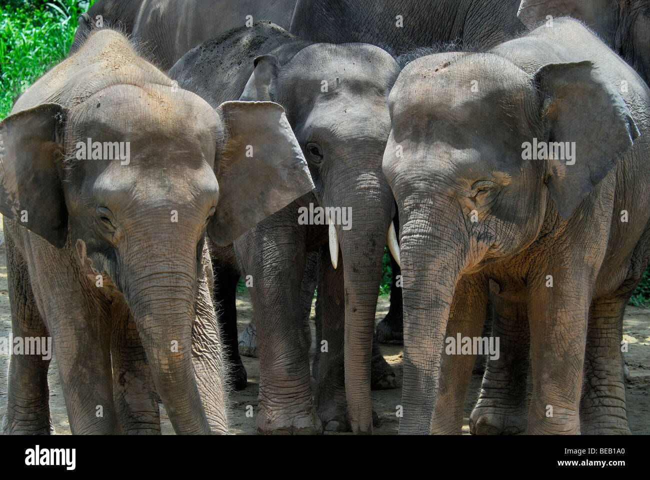Trio von Borneo pygmy Elefanten Stockfoto