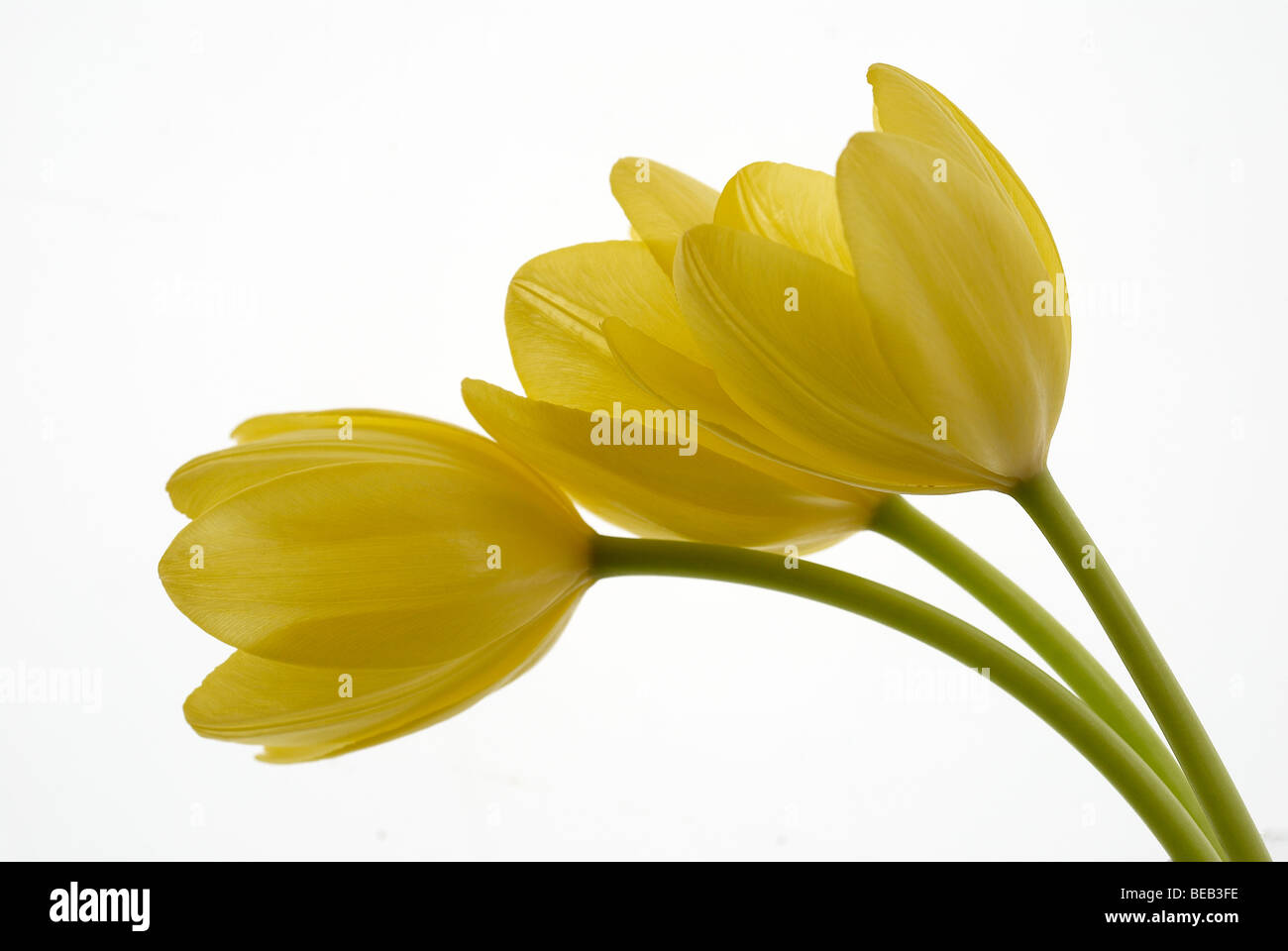 Tulpe, gelbe Tulpe, weißer Hintergrund, Blumen, Blume, 3 Tulpen, Stiele, Nahaufnahme, Nahaufnahme, Makro, Profil, Sommer, gelb Stockfoto