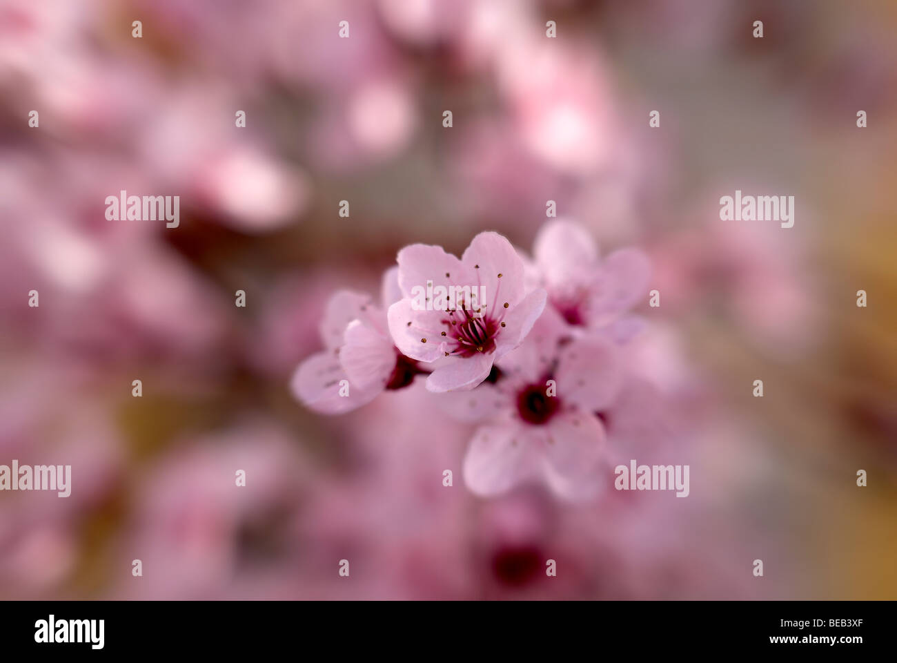 Rosa Blüte Pflaumenbaum Stockfoto