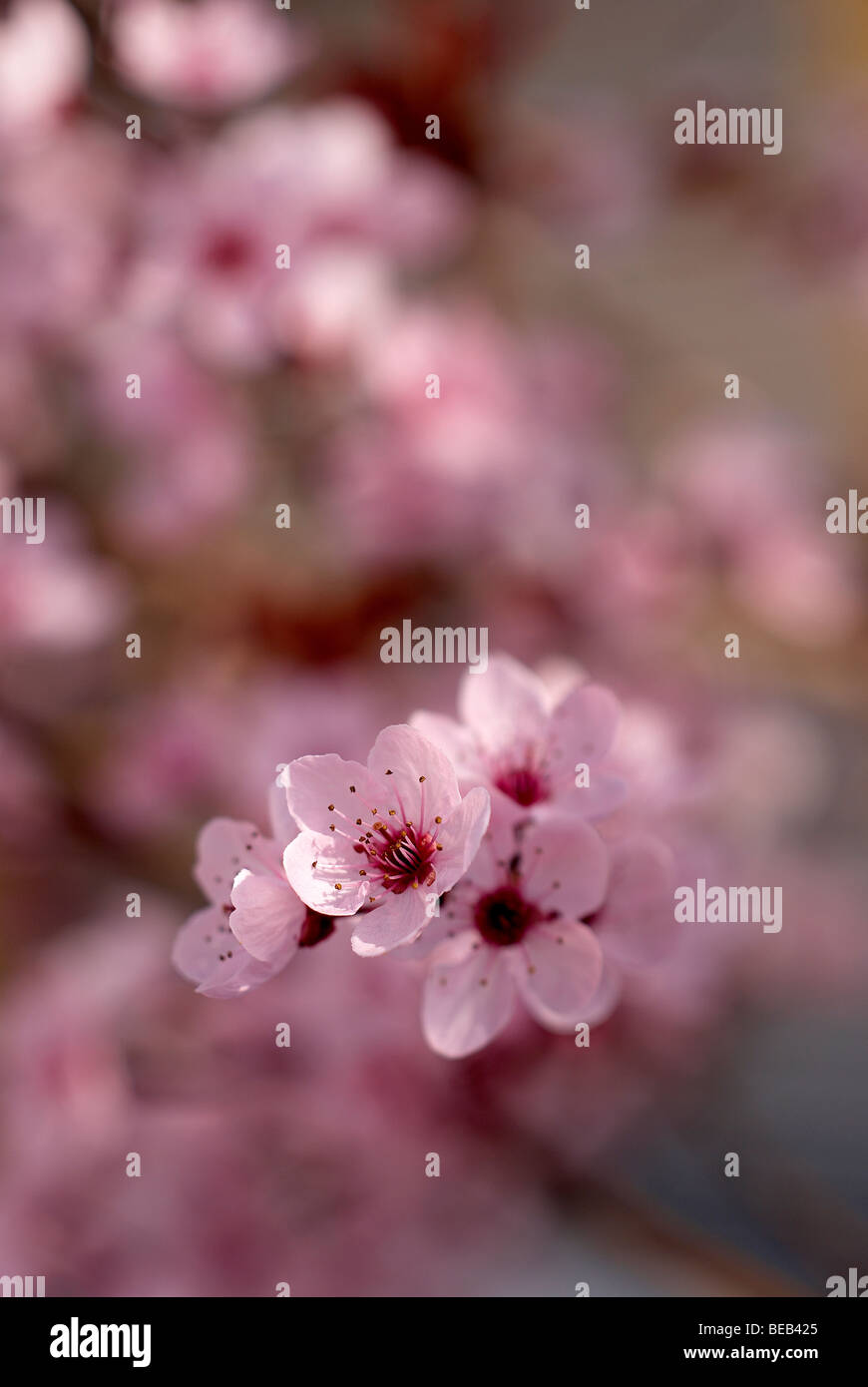 Pflaumenbaum rosa Blüten Stockfoto