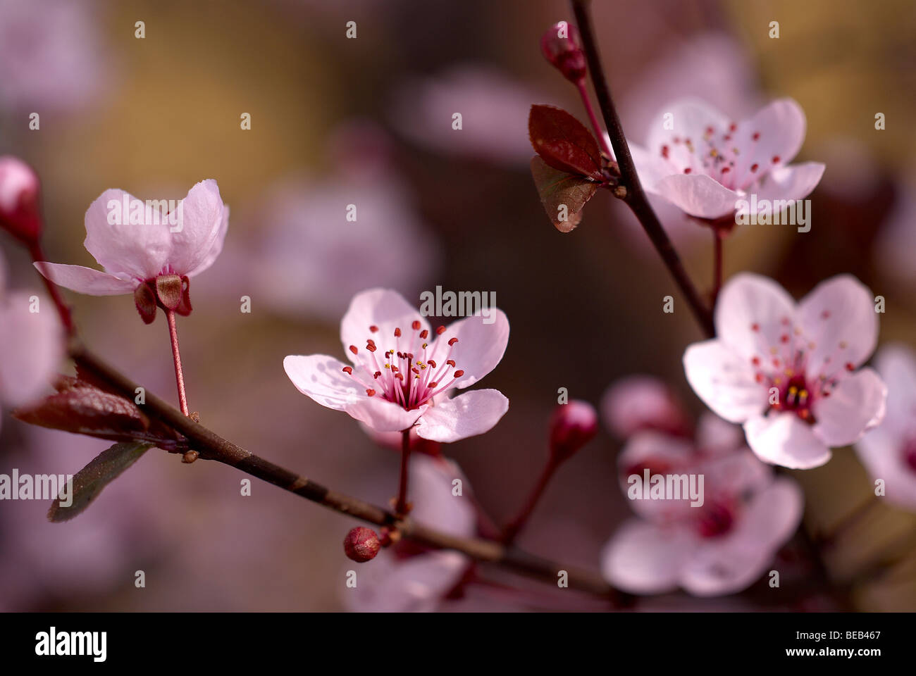 Pflaumenbaum Blüten Stockfoto