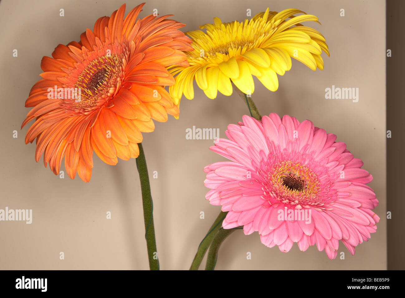Gerbera Blumen hautnah Stockfoto