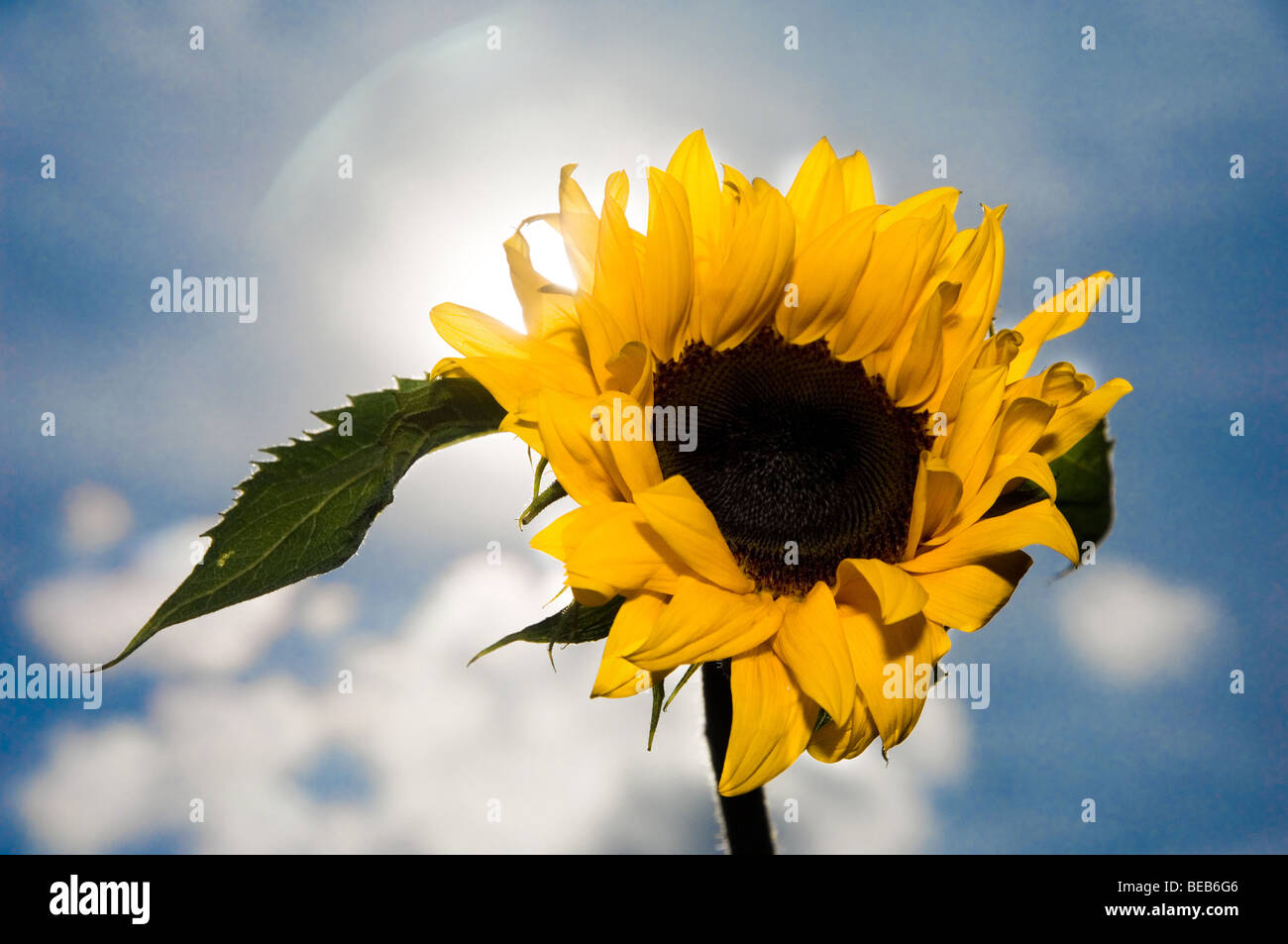 Contre Jour Sonnenblume Stockfoto