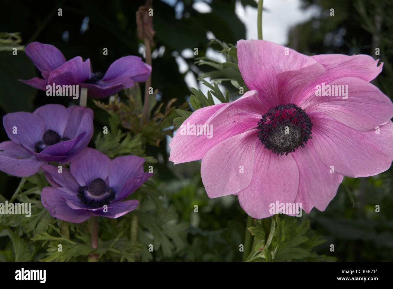Mohn in voller Blüte Stockfoto