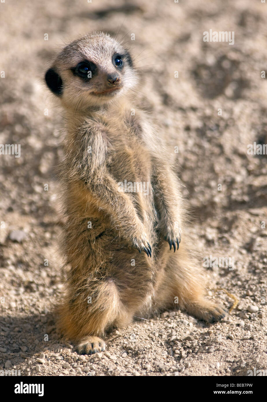 Baby schlank Tailed Erdmännchen (Suricata Suricatta) Stockfoto