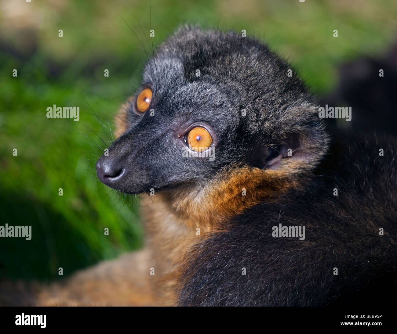 Mit Kragen braun Lemur (Eulemur Collaris) Stockfoto