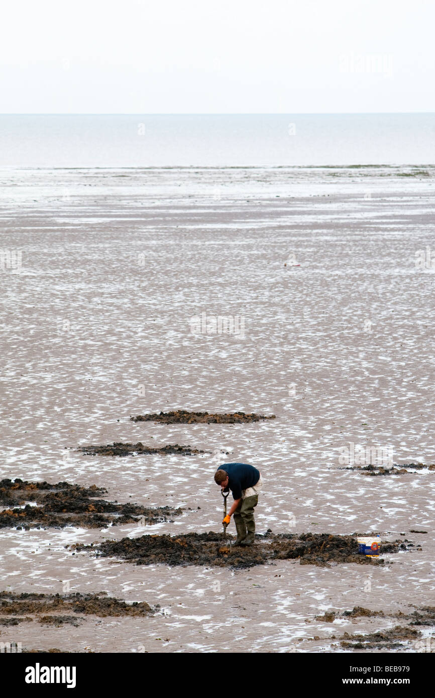 Köder Graben am Strand von Leysdown Isle of Sheppey Kent UK Stockfoto