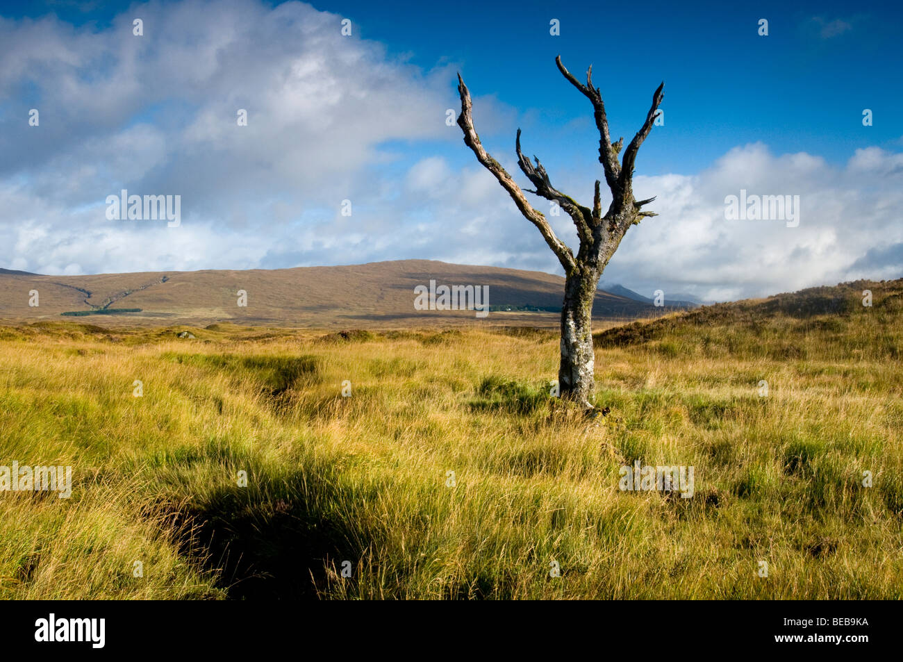 Ein einsamer Baum steht jetzt tot, wie ein einsamer Wächter auf der Heide bei Kingshouse, Glencoe.   SCO 5343 Stockfoto