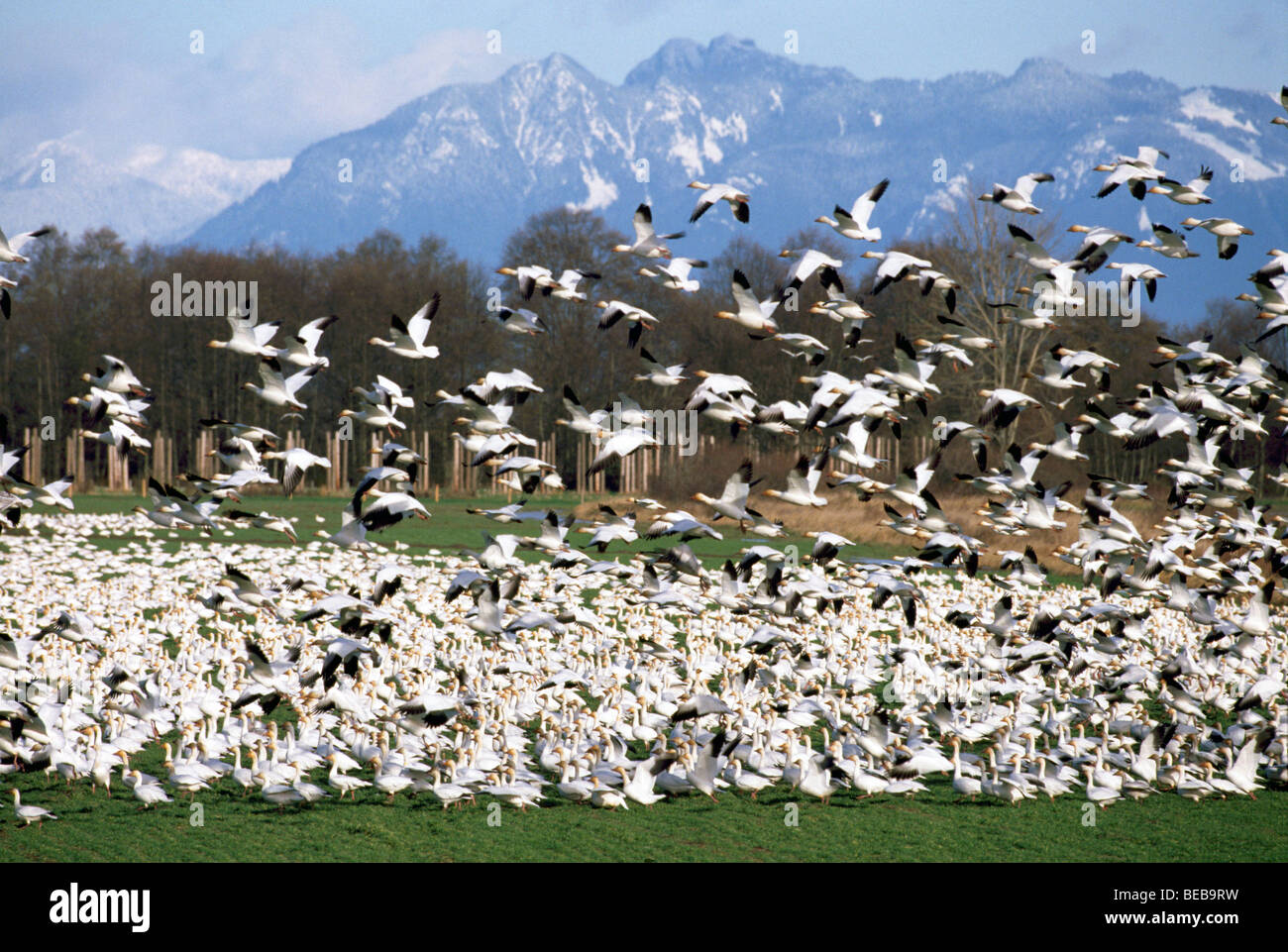 Schneegänse (Chen Caerulescens) Vogelzug, Flock of Migration Birds, Delta, BC, Fraser Valley, British Columbia, Kanada Stockfoto